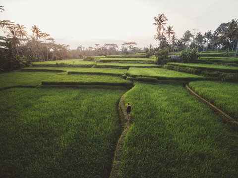 Aerial view of man walking on pathway among lush green fields of tropical plantation, Bali