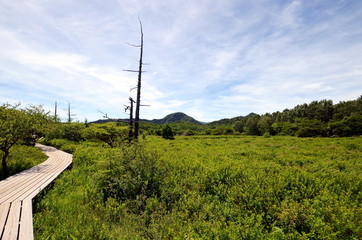 Fototapeta na wymiar Senjogahara Marshland is an idyllic marshland with nice hiking trails in the Nikko region, JApan