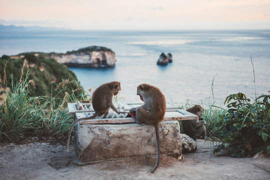 Small group of tropical macaques exploring fence on coastal cliff against ocean view in sunset, Bali