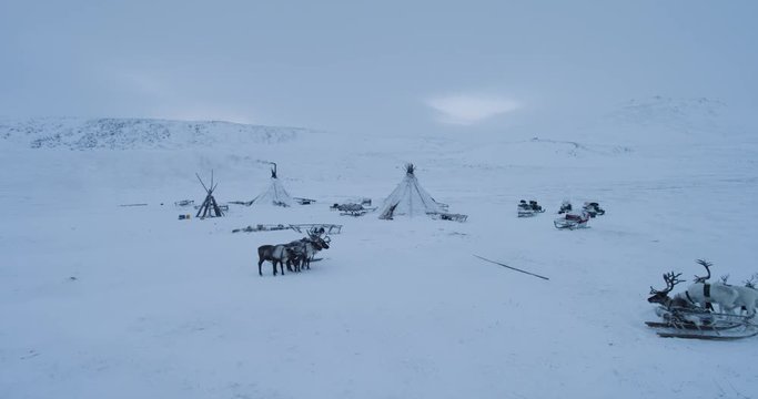 Drone taking video of a reindeers and yurts in the middle of Arctic amazing view. 4k