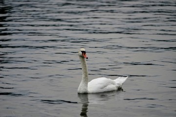 Mute Swan Swimming on a Lake - Cygnus Olor