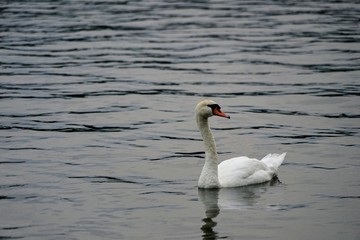 Mute Swan Swimming on a Lake - Cygnus Olor