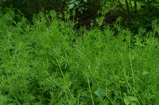 Przytulia czepna, gestwina zieleni, maj, Galium aparine