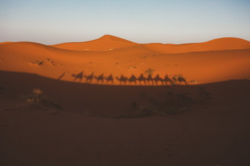 Shadow of camels walking on sand dune in Morocco