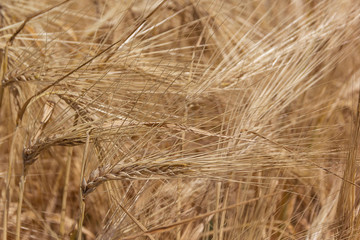 Ears of grain in the field in the summertime, natural background