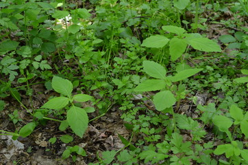Niecierpek pospolity, leśny, młde rosliny, Impatiens noli-tangere © Ewa