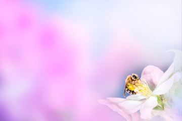 Spring pink background with blossom flowers and bee.Space for text presentation