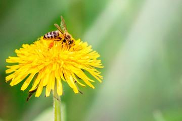 Bee is working on dandelion field at sunny day