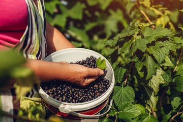 Senior gardener holding bucket and handful of blackcurrant in summer garden. Woman gathered crop of...