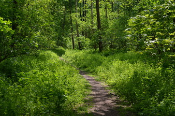 Ścieżka w zielonych chaszczach, las liściasty, maj, Las Rakowiecki, Wrocław