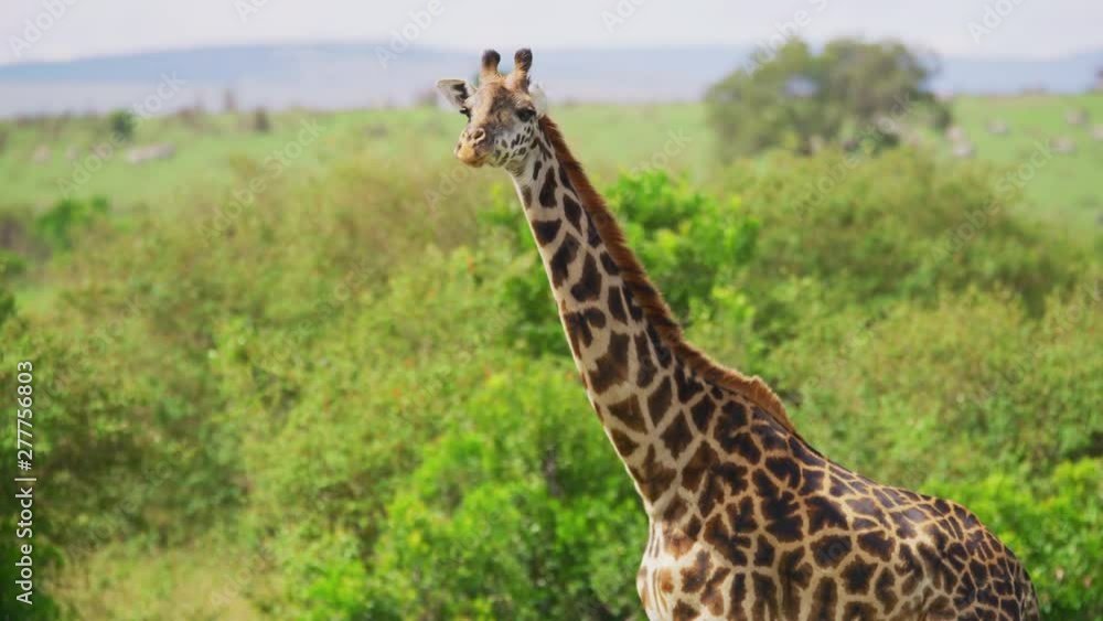 Wall mural close up of a masai giraffe