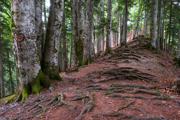 Virgina forest at Dragoš sedlo - Sutjeska National park, Bosnia and Herzegovina
