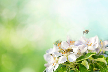 Obraz na płótnie Canvas Spring background sunlight wiyh Bee on a flower of the white blossoms. Space for text