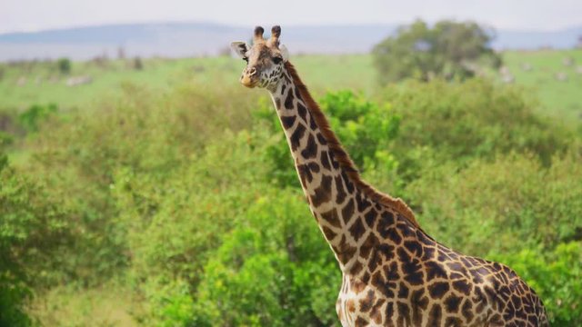 Close up of a Masai giraffe