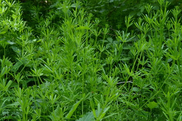 Przytulia czepna, dorodne pędy, Galium aparine © Ewa