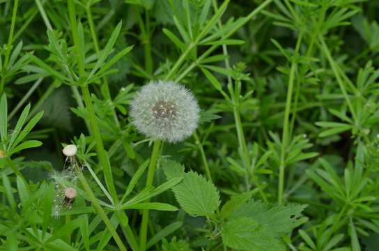 Przytulia Bilder Durchsuchen 67 Archivfotos, und