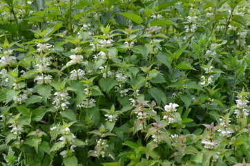 Fototapeta na wymiar Jasnota biała, grupa kwitnących roślin, Lamium album 