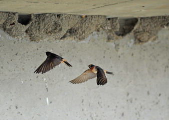 hirondelle à front blanc © Pascal Huot