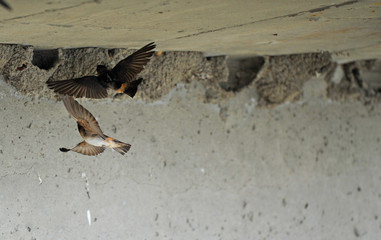 hirondelle à front blanc