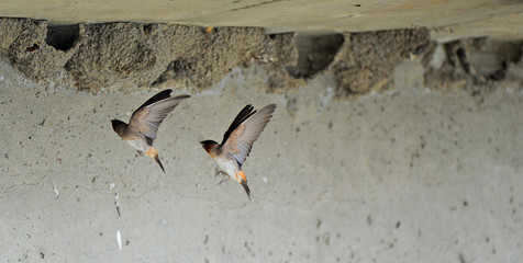 hirondelle à front blanc © Pascal Huot