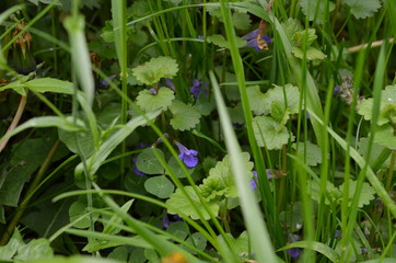 Młody bluszczyk kurdybanek wśród traw, Glechoma hederacea © Ewa
