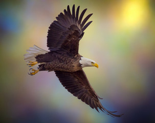 American bald eagle soaring against sunset Colorado sky