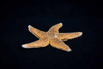 Sea star starfish species from the northern sea in europe five arms