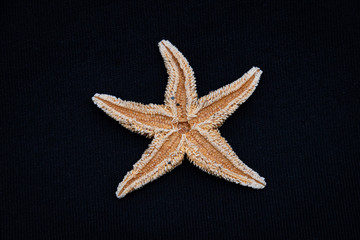 Back side of sea star starfish species from the northern sea in europe five arms
