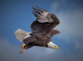 Schilderijen op glas American bald eagle soaring against blue Colorado sky © yonatan