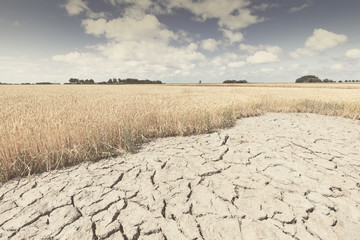 Dry and arid land with failed crops due to climate change and global warming. - 277757869
