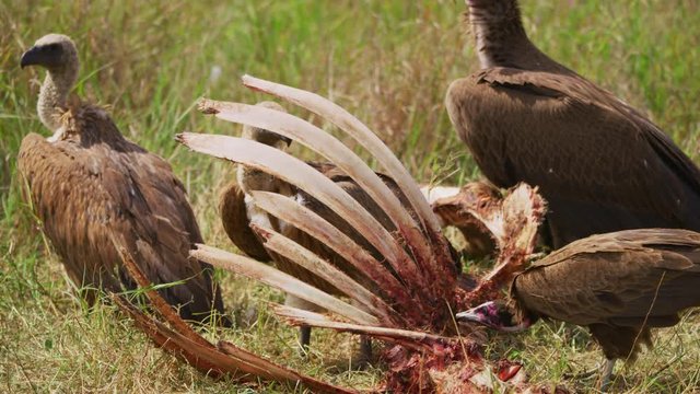 Lappet-faced vultures scavenging on a carcass