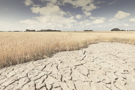 Dry and arid land with failed crops due to climate change and global warming.