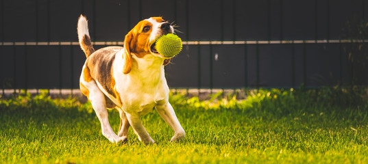 Beagle dog fun in garden outdoors run and jump with ball towards camera