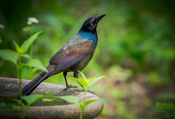 Common grackle