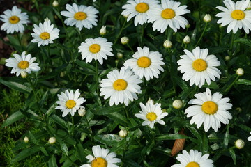 Fototapeta premium White Daisy Flowers in Garden