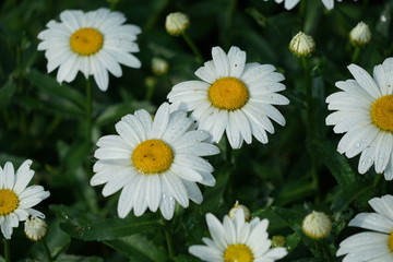 White Daisy Flowers in Garden