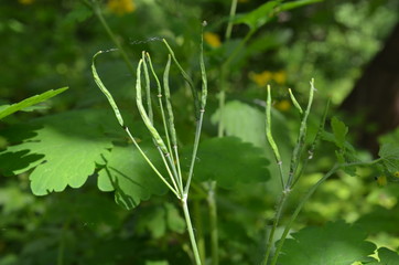 Glistnik jaskółcze ziele - owoc, torebka nasienna, Chelidonium majus