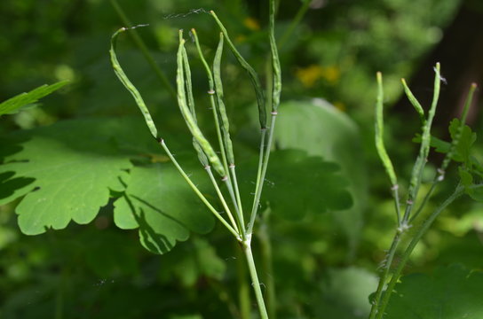 Glistnik jaskółcze ziele - owoc, torebka nasienna, Chelidonium majus