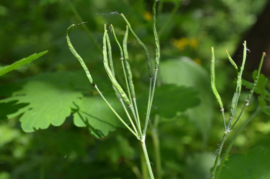 Glistnik jaskółcze ziele - owoc, torebka nasienna, Chelidonium majus
