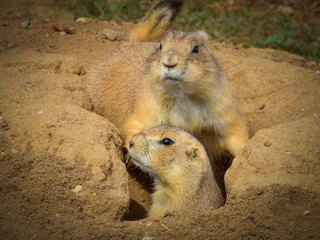 Prairie dogs