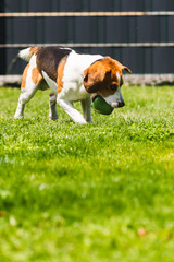 Beagle dog fun in garden outdoors run