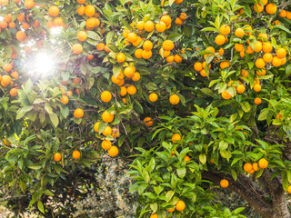 Orange tree heavy with fruits in central Portugal