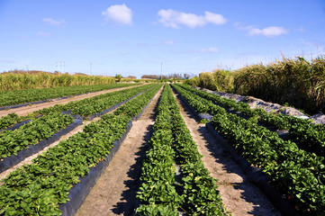 Strawberry Field in south Florida
