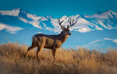 Fotobehang Wild Deer In the Colorado Great Outdoors © yonatan