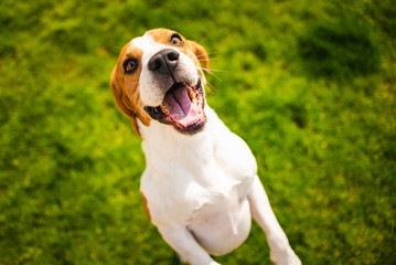 Beagle dog jumping on two feet with mouth open.
