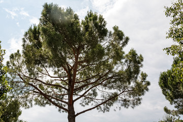 Obraz premium View of the tree at my campsite