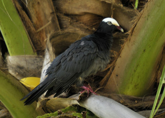 The White Crown Pigeon located at Pelican Bay in Freeport, Bahamas