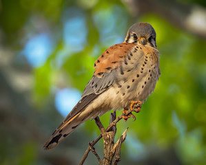 American kestrel (Falco sparverius)