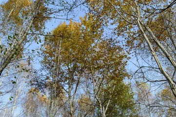 tree in autumn