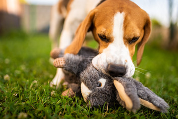 Dog with plush toy bunny rabbit in summer in garden